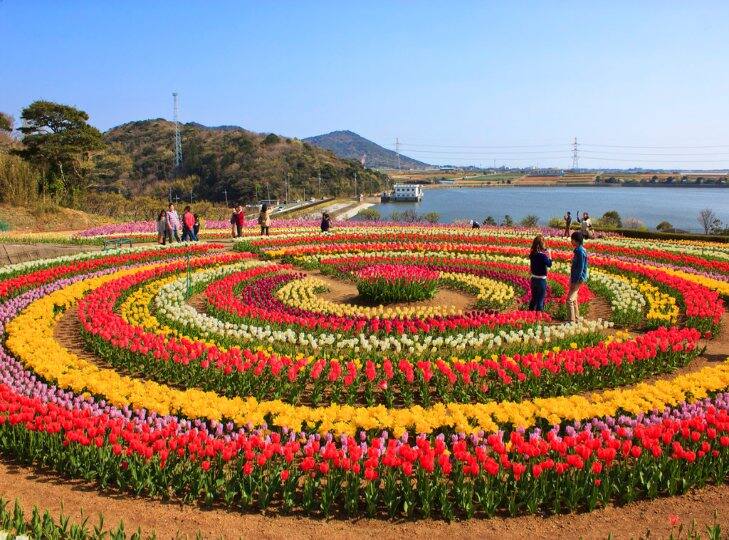 It is the largest tulip garden in Asia and can go for summer Vacation Tulip Garden: ఆసియాలోనే అతి పెద్ద తులిప్ గార్డెన్ ఇది, వేసవిలో అలా రౌండేసి రావచ్చు