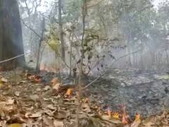 Chhattisgarh: वन कर्मियों की हड़ताल के बीच जंगल में लगी आग को बुझाने लगे पत्रकार, हो रही तारीफ