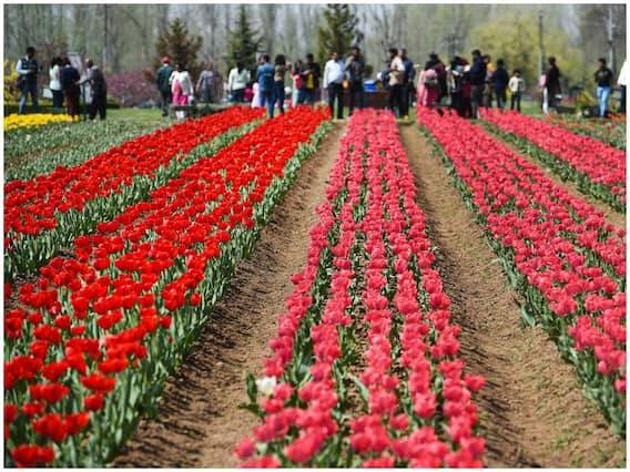 ટ્યૂલિપ ગાર્ડન શરૂ થવાથી શિકારીઓ કે બાકીના ધંધાદારી લોકોની આવકમાં વધારો થશે. કારણ કે કોરોનાની સ્થિતિ હવે સારી છે, આવી સ્થિતિમાં મોટી સંખ્યામાં લોકો અહીં મુલાકાત લેવા આવી રહ્યા છે.