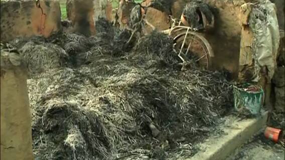 Birbhum Violence: প্রথমে আঘাত পরে জ্যান্ত পুড়িয়ে মারা হয়, উল্লেখ বগটুইকাণ্ডে ময়নাতদন্তের প্রাথমিক রিপোর্টে | Bangla News
