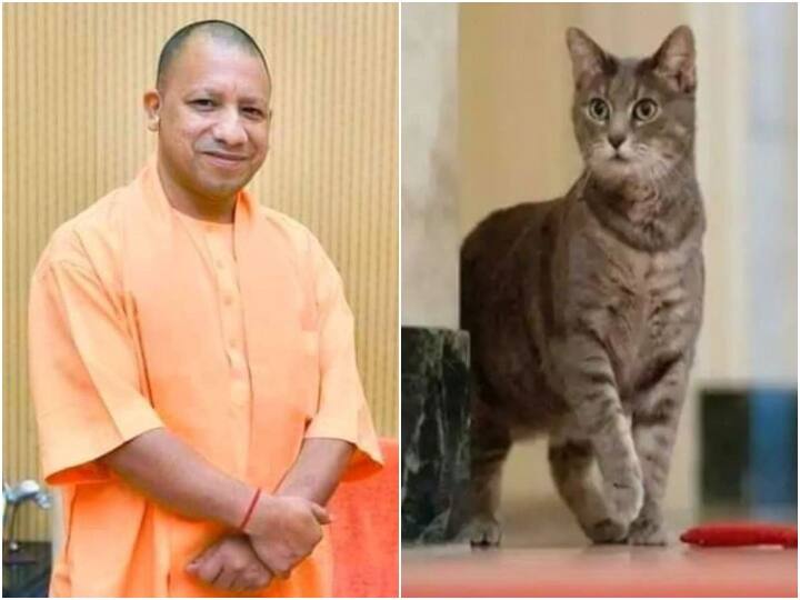 गोरखपुरवासी बताते हैं कि सीएम योगी जब भी गोरखपुर में होते हैं तो वह बिल्ली खाने के समय उनका इंतजार जरूर ककती है. इस बिल्ली को खीर खाना बहुत पसंद है. इस कारण रोज बिल्ली के लिए खासतौर पर खीर का इंतजाम किया जाता है.