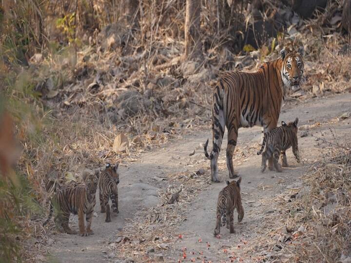 10 Tigers seen in single day at yawatmals Tipeshwar wildlife Sanctuary Tipeshwar Wildlife Sanctuary : अलौकिक! टिपेश्वर अभयारण्यात एकाच दिवशी 10 वाघांचे दर्शन, बछड्यांसह मोठ्या वाघांचाही समावेश 
