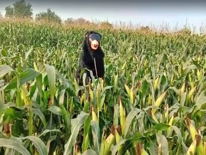 Siddipet nagasamudrala village farmer Bhaskar reddy dressed like bear to save crop Siddipet News : వావ్ వాట్ యాన్ ఐడియా! రైతు దెబ్బకు కోతులు పరార్!