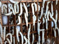 तब्बल 7 वर्षानंतर शेतकऱ्यांना आले 