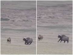 जंगल के राजा को भारी पड़ा भैंसे का शिकार, जान बचाने के लिए भागता दिखाई दिया शेर