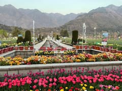 Jammu Kashmir: कोरोना के बाद श्रीनगर का ट्यूलिप गार्डन फिर से हुआ गुलजार, पर्यटकों की उमड़ी भीड़