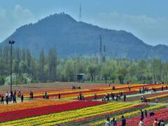 Jammu Kashmir: कोरोना के बाद श्रीनगर का ट्यूलिप गार्डन फिर से हुआ गुलजार, पर्यटकों की उमड़ी भीड़