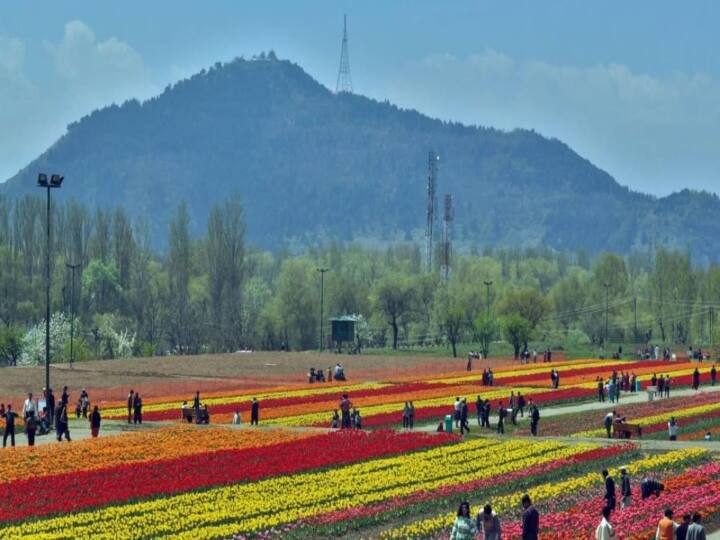 श्रीनगर के ट्यूलिप गार्डन में 60 से अधिक किस्म के लगभग 15 लाख से अधिक ट्यूलिप समेटे हुए है. इस गार्डन में ट्यूलिप के अलावा जलकुंभी, डैफोडील्स और रेनकुलस के पौधे भी हैं. जो इसकी ख़ूबसूरती में चार चांद लगाते हैं.