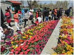 એશિયાનો સૌથી મોટો ટ્યૂલિપ ગાર્ડન પ્રવાસીઓ માટે ખુલ્લો મુકાયો, પહેલા જ દિવસે હજારો લોકો પહોંચ્યા - જુઓ PHOTOS