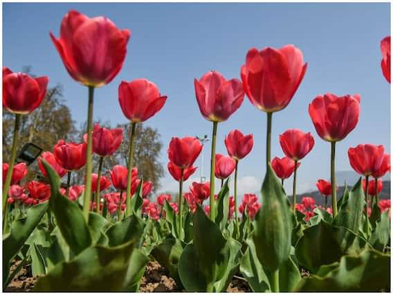 આ વખતે 35 હેક્ટર વિસ્તારમાં ફેલાયેલા ટ્યૂલિપ ગાર્ડનમાં લગભગ 1.5 મિલિયન ટ્યૂલિપ્સ અને 68 પ્રજાતિના અન્ય તમામ સીઝનના રોપાઓનું વાવેતર કરવામાં આવ્યું છે, જેમાં લગભગ 6 નવી પ્રજાતિઓનું વાવેતર કરવામાં આવ્યું છે.