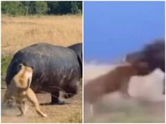 दरियाई घोड़े के शिकार पर उल्टा पड़ा पैंतरा, जान बचाकर भागती दिखी शेरनी