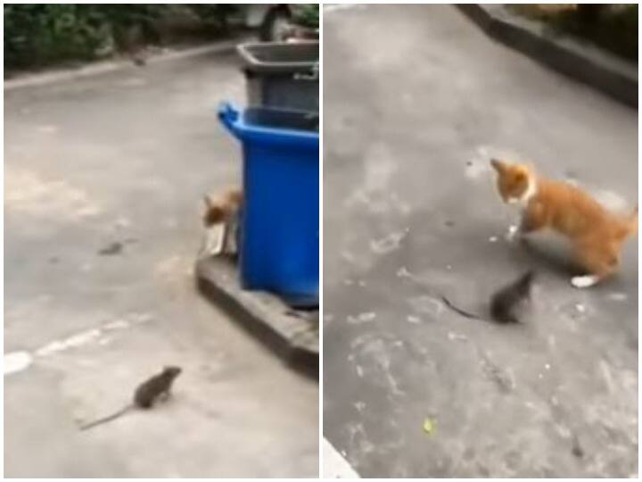 Mouse was seen chasing it while facing cat who came out to hunt शिकार को निकली बिल्ली की नाक में दम करता दिखाई दिया चूहा, वीडियो पर यकीन करना हो रहा मुश्किल