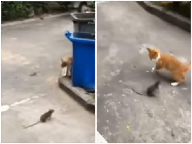 Mouse Was Seen Chasing It While Facing Cat Who Came Out To Hunt | शिकार को  निकली बिल्ली की नाक में दम करता दिखाई दिया चूहा, वीडियो पर यकीन करना हो रहा