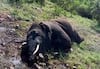 Tamil Nadu: Elephant Injured After Biting into Country Bomb, Dies During Treatment