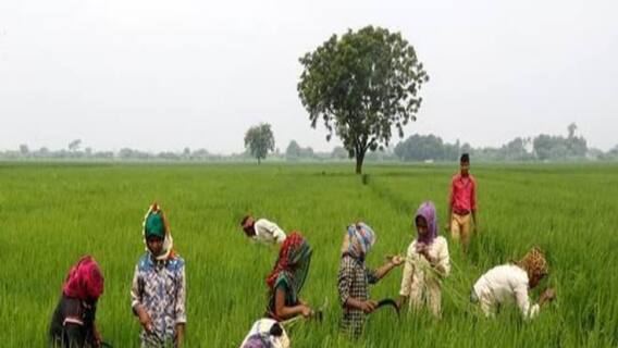 BJP - TRS మధ్య యాసంగి రైతుకు ఇబ్బందులు తప్పవా? ABP Desam Explainer