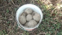 Birbhum: মুখ্যমন্ত্রীর নির্দেশের পরই পুলিশি-তৎপরতা, মাড়গ্রাম এলাকা থেকে উদ্ধার ৬০টি তাজা বোমা।Bangla News