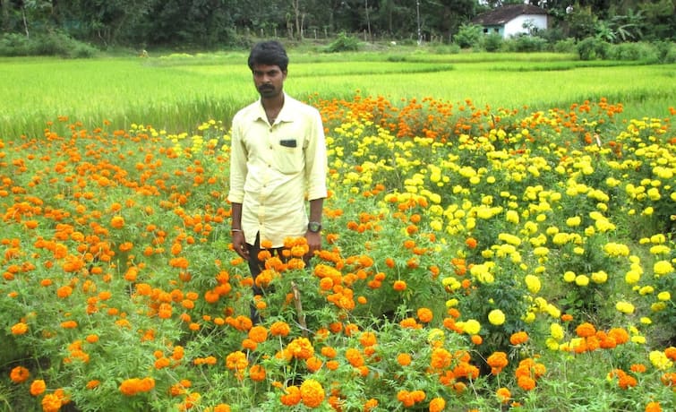 Gujarat farmers earns lakhs rupees through marigold flower farming Marigold Flower Farming: ગલગોટાની ખેતી કરીને વર્ષે લાખો રૂપિયા કમાઈ શકે છે ગુજરાતના ખેડૂતો, જાણો વિગત