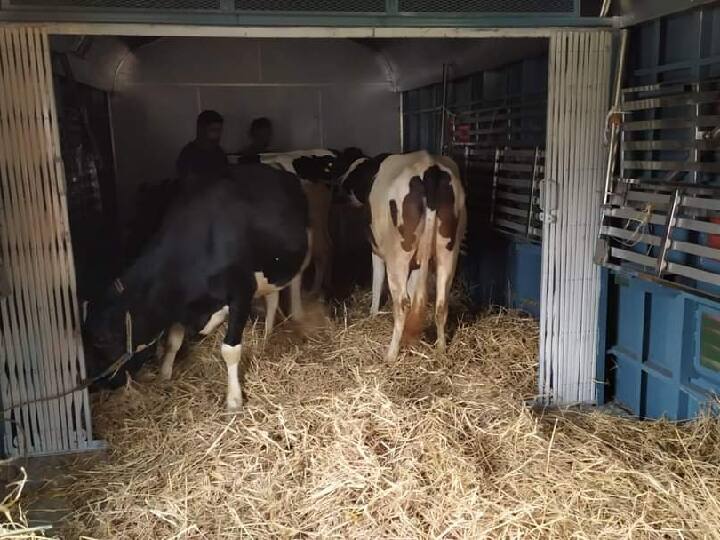 20 cows sent from Salem to West Bengal at a cost of ₹ 3,19,245. சேலத்தில் இருந்து மேற்கு வங்கத்திற்கு 3 லட்ச ரூபாய் அனுப்பப்பட்ட மதிப்பில் 20 பசுமாடுகள்.. குவியும் பாராட்டு..