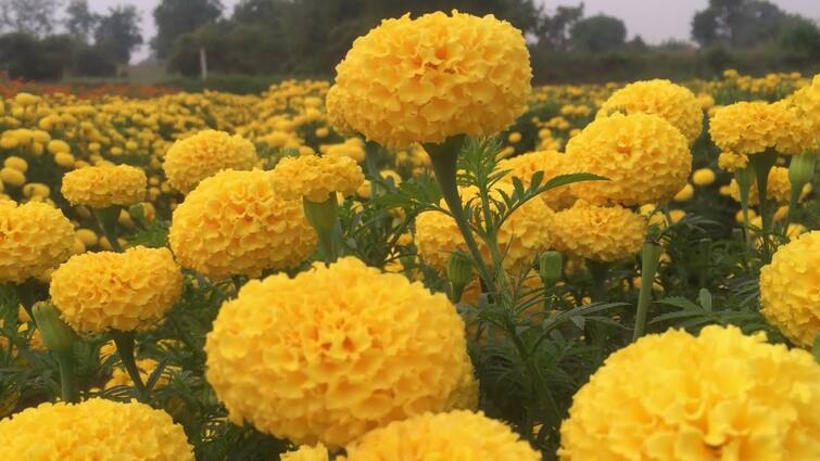 For Horticulture crop subsidy gujarat farmers can apply on ikhedut protal till 30 april I Khedut: બાગાયતી યોજનાના વિવિધ ઘટકોની સહાય મેળવવા આજે જ કરો અરજી