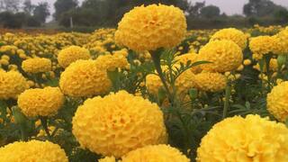 I Khedut: બાગાયતી યોજનાના વિવિધ ઘટકોની સહાય મેળવવા આજે જ કરો અરજી