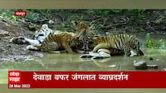 Chandrapur : वाघिणीचं तीन बछड्यांसह दर्शन; देवाडा बफर जंगलात व्याघ्रदर्शन ABP Majha