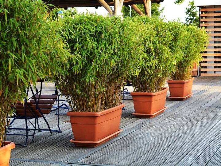 According to vastu shastra keeping bamboo at home brings peace know benefits மூங்கில் உங்கள் வீட்டின் அமைதியை பாதுகாக்கும்; வாஸ்து சொல்லுவது என்ன?