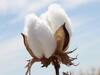 Cotton Price : पांढऱ्या सोन्याला 'झळाळी', अकोट बाजारात कापसाला इतिहासातील आत्तापर्यंतचा विक्रमी दर
