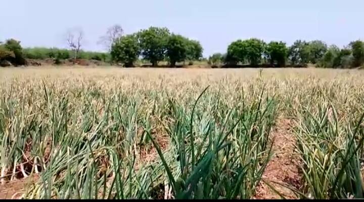 Maharashtra News  Summer onion production will decline in Shirpur taluka due to severe heat wave Dhule : उन्हाच्या तीव्रतेचा फटका,  शिरपूर तालुक्यात उन्हाळी कांद्याचे उत्पादन घटणार