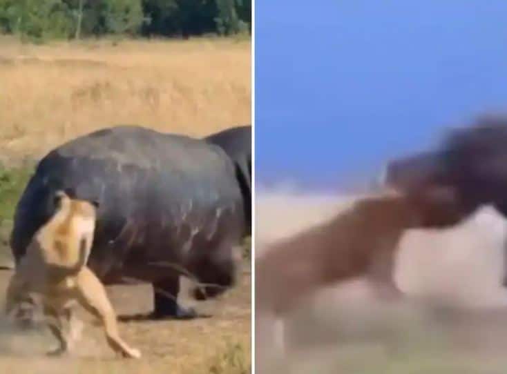 Watch Video, Hunting a heavy hippopotamus, a lioness running upside down, watch the video Watch: ਭਾਰੀ ਪੈ ਗਿਆ ਦਰਿਆਈ ਘੋੜੇ ਦਾ ਸ਼ਿਕਾਰ, ਉਲਟੇ ਪੈਰੀਂ ਭੱਜੀ ਸ਼ੇਰਨੀ, ਵੇਖੋ ਵੀਡੀਓ