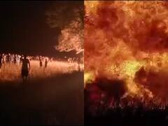 MP News: 15 हेक्टेयर जंगल में लगी आग पेड़ पौधे जलकर खाक, सरसों की फसल भी आग की चपेट में, लाखों का हुआ नुकसान