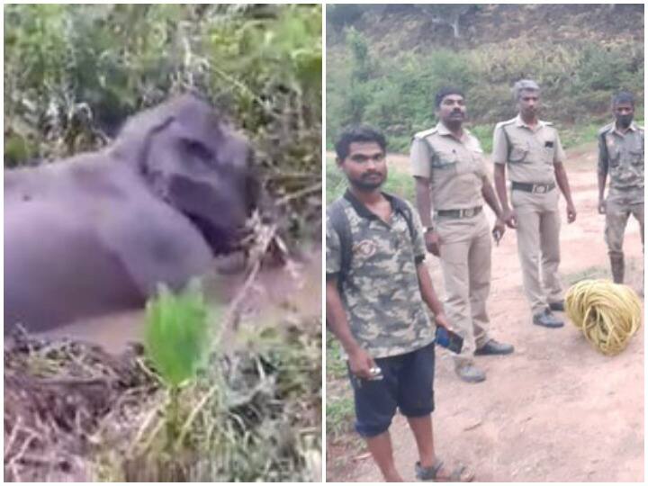 Elephant stuck in swamp gets pulled to safety by team of forest rangers in Tamil Nadu  तमिलनाडु में दलदल में फंसे हाथी को किया गया रेस्क्यू, वन विभाग की टीम की हो रही तारीफ