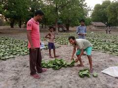 Bastar News: बस्तर के 'हरा सोना' की देशभर में है डिमांड, साल के 3 महीनों में इतने करोड़ का होता है कारोबार