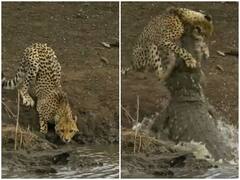 पानी पीते वक्त तेंदुए की आई खौफनाक मौत, गर्दन तोड़ पानी में ले गया मगरमच्छ 