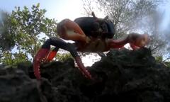 ਇਸ ਦੇਸ਼ 'ਤੇ ਕੇਕੜਿਆਂ ਦਾ ਕਬਜ਼ਾ, ਸੜਕਾਂ ਤੋਂ ਲੈ ਘਰ ਦੀਆਂ ਕੰਧਾਂ ਤੱਕ ਹਰ ਥਾਂ ਫੈਲੇ, ਵੇਖੋ ਤਸਵੀਰਾਂ