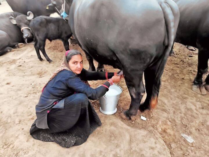 Gujarat Agriculture News: Sumul Dairy hikes fet prices second time in month Sumul Dairy: દક્ષિણ ગુજરાતના પશુપાલકો માટે આનંદના સમાચાર, આ જાણીતી ડેરીએ મહિનામાં બીજી વખત ફેટના ભાવમાં કર્યો વધારો