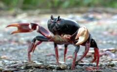 ਇਸ ਦੇਸ਼ 'ਤੇ ਕੇਕੜਿਆਂ ਦਾ ਕਬਜ਼ਾ, ਸੜਕਾਂ ਤੋਂ ਲੈ ਘਰ ਦੀਆਂ ਕੰਧਾਂ ਤੱਕ ਹਰ ਥਾਂ ਫੈਲੇ, ਵੇਖੋ ਤਸਵੀਰਾਂ