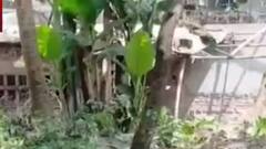 Bardhaman: বর্ধমানে বাগান পরিষ্কার করতে গিয়ে বোমা ফেটে জখম গৃহকর্তা। Bangla News