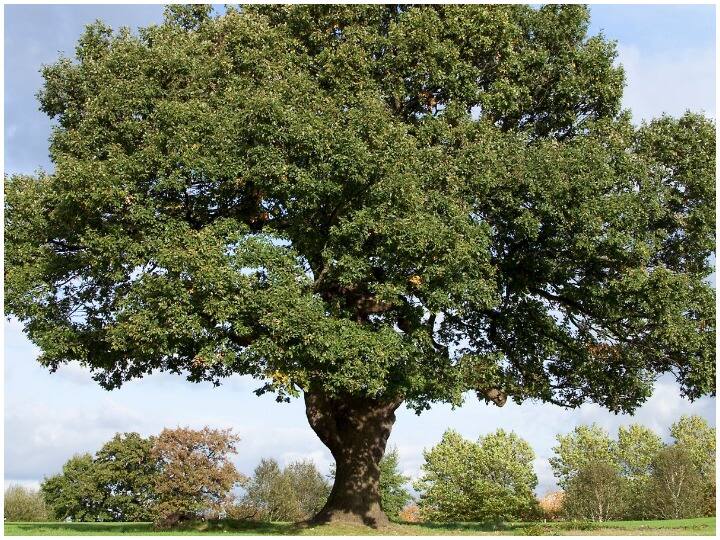 This is the story of 198 year old Russian oak tree in the midst of war, did not get into the competition जंग के बीच 198 साल पुराने रूसी ओक के पेड़ की ये है कहानी, नहीं मिला प्रतियोगिता में हिस्सा लेने का मौका