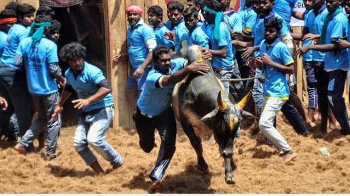 Madurai High court case of irregularities in providing gold coins for the donations collected in jallikattu competitions - TNN Madurai HC: ஜல்லிக்கட்டில் ஒரு ரூபாய் கூட பணமாக பெறுவதில்லை - அரசு தரப்பில் உறுதி