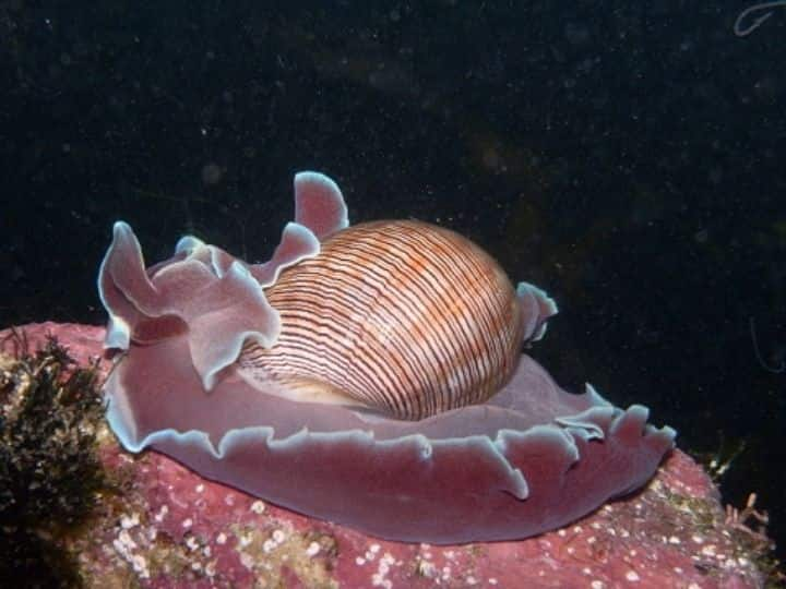 From A Sea Snail, Scientists Hope To Develop An Alternative Painkiller To Morphine From A Sea Snail, Scientists Hope To Develop An Alternative Painkiller To Morphine