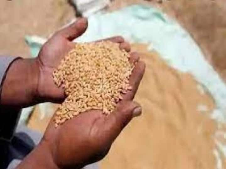 MP Wheat Procurement: Wheat Procurement in MP from March 28, farmers will paid after biometric verification ann MP Wheat Procurement: मध्य प्रदेश में 28 मार्च से खरीदा जाएगा गेहूं, किसानों को पेमेंट पाने के लिए करना होगा यह काम