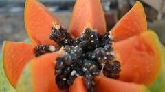 Health Tips: সুস্থ থাকতে ভরসা পেঁপে