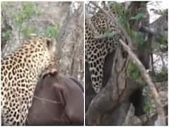 शिकार के बाद भारी-भरकम गेंडे को पेड़ पर ले जाता दिखा तेंदुआ, वीडियो देख छूट जाएंगे पसीने