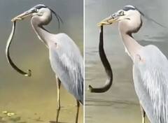 Watch: ਪੰਛੀ ਦੀ ਚੁੰਝ 'ਚ ਤੜਫਦਾ ਦਿਖਿਆ ਜ਼ਹਿਰੀਲਾ ਸੱਪ, ਵੀਡੀਓ ਵੇਖ ਰਹਿ ਜਾਓਗੇ ਦੰਗ