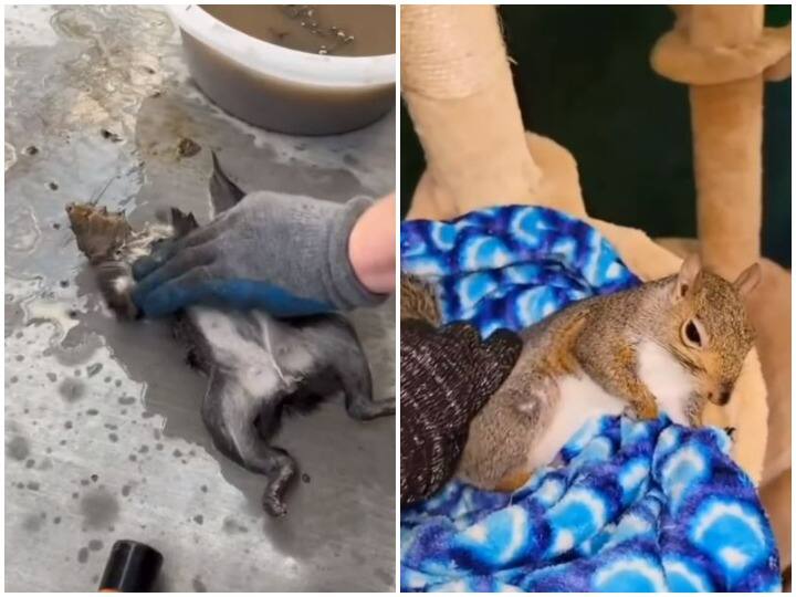 A man seen saving a squirrel who fainted due to heat stroke हीट स्ट्रोक के कारण बेहोश हुई गिलहरी को बचाता दिखा शख्स, दिल जीत लेगा वीडियो