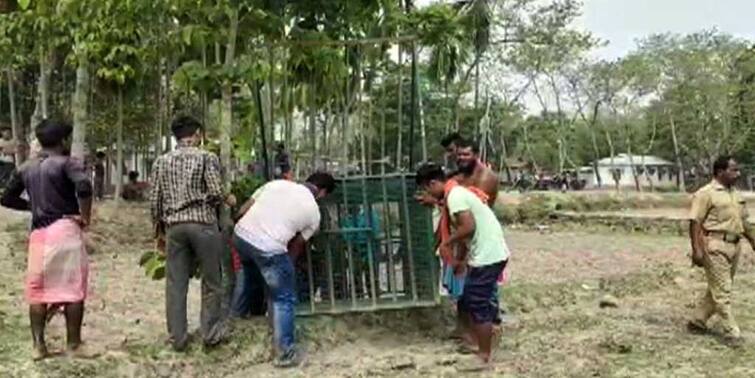 CoochBehar News: leopard fear at mathabhanga CoochBehar News: শিকার হয়েছে গবাদি পশু, চিতাবাঘের আতঙ্কে রাতজাগা গোটা গ্রাম