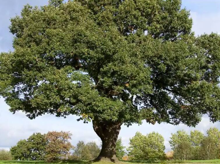 Learn the story of the 198-year-old Russian oak tree during the war, did not get a chance to participate in the competition ਜੰਗ ਵਿਚਾਲੇ 198 ਸਾਲ ਪੁਰਾਣੇ ਰੂਸੀ ਓਕ ਦੇ ਦਰੱਖਤ ਦੀ ਜਾਣੋ ਕਹਾਣੀ, ਨਹੀਂ ਮਿਲਿਆ ਮੁਕਾਬਲੇ 'ਚ ਹਿੱਸਾ ਲੈਣ ਦਾ ਮੌਕਾ