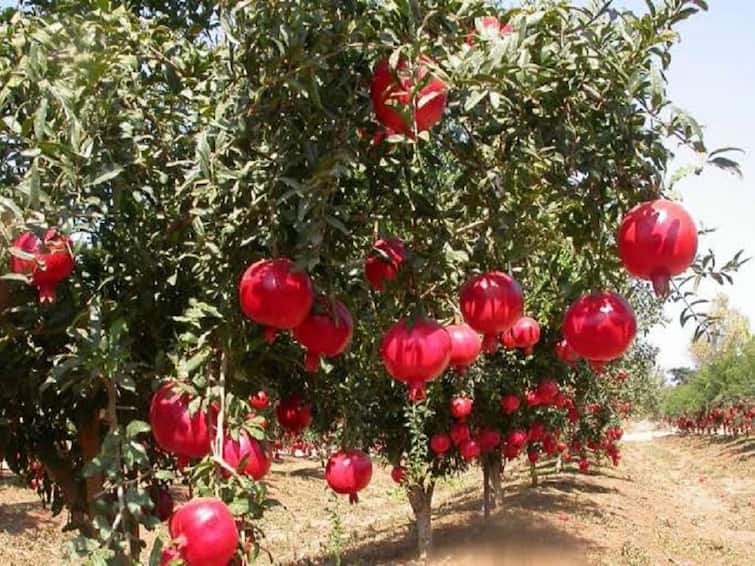 Pomegranate Farming:  Know about best time for cultivation of pomegranate farming Pomegranate Farming: દાડમની ખેતીથી ખેડૂતો બની શકે છે માલામાલ, આ રીતે સતત 24 વર્ષ કમાઈ શકે છે નફો