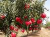 Pomegranate Farming: દાડમની ખેતીથી ખેડૂતો બની શકે છે માલામાલ, આ રીતે સતત 24 વર્ષ કમાઈ શકે છે નફો