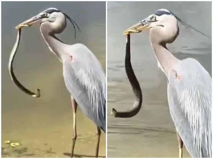 Poisonous snake was seen in the bird beak  पक्षी की चोंच में तड़पता दिखाई दिया जहरीला सांप, रोंगटे खड़े कर देगा वीडियो